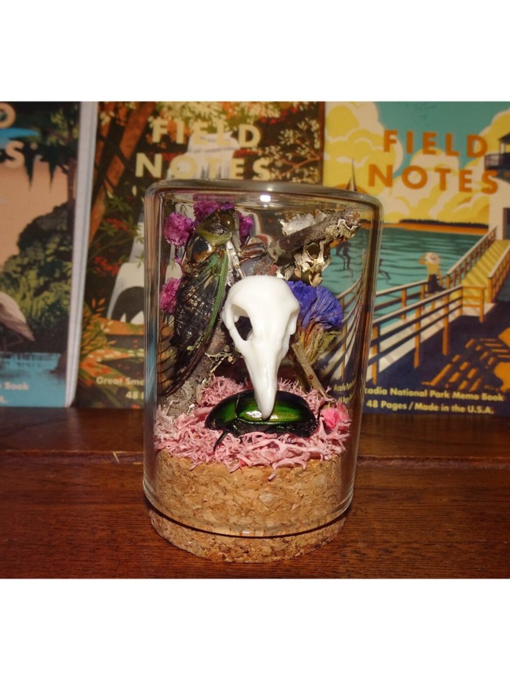 Cicada Beetle & Skull Replica Oddity Jar insect taxidermy curiosity goth cloche